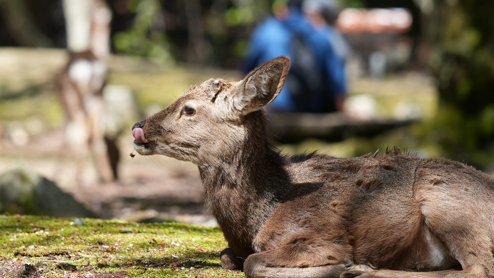 宮島の鹿さん給餌写真と改善点