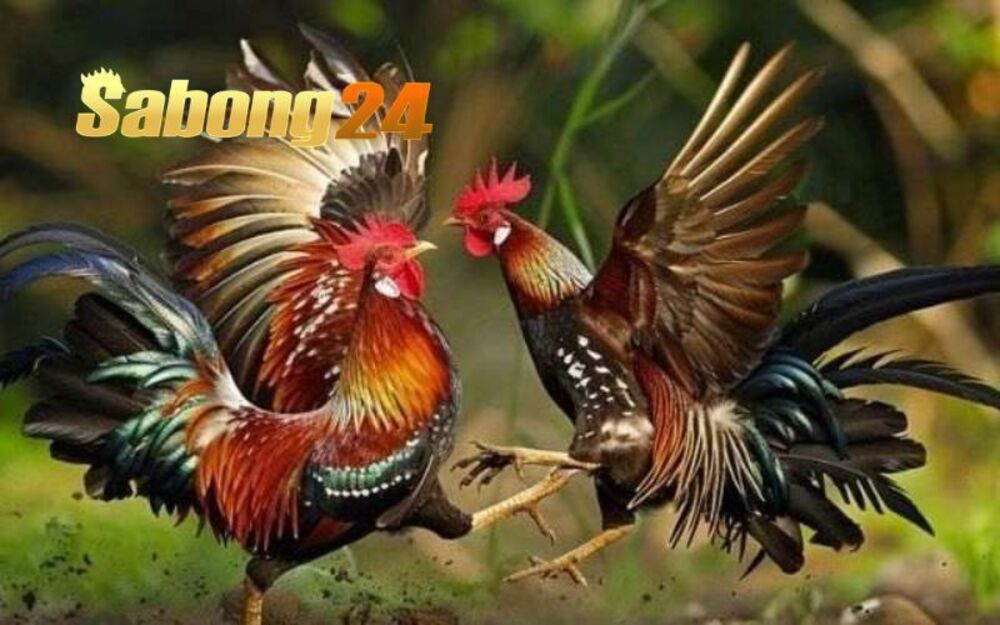 Tìm Hiểu Về Những Thuật Ngữ Trong Đá Gà Tại SABONG24