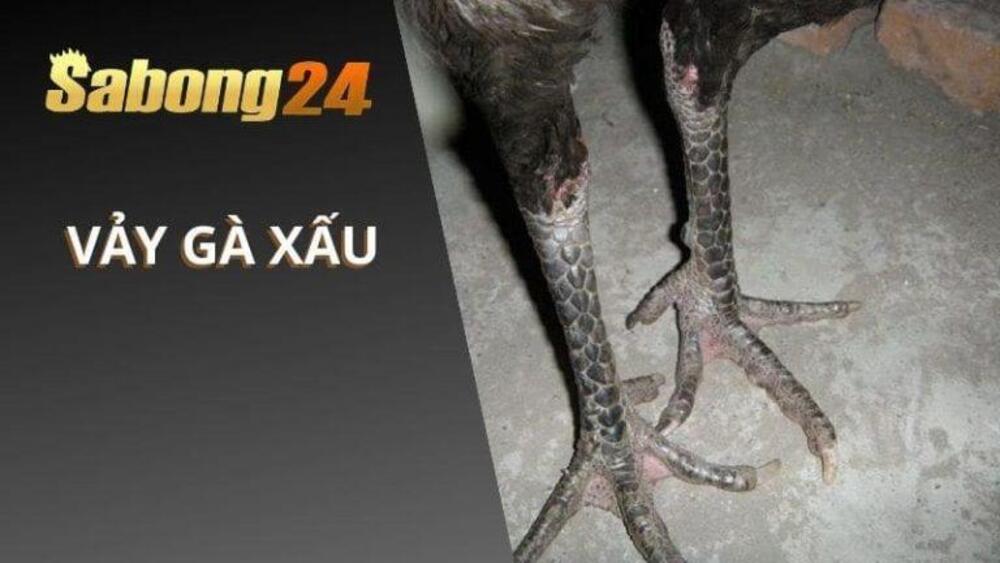 SABONG24 - Top 10 Những Vảy Gà Xấu Mà Sư Kê Cần Tránh