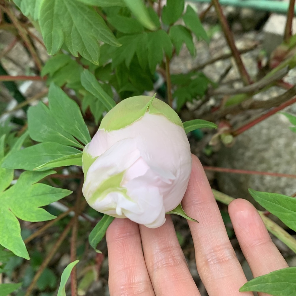 沈殿