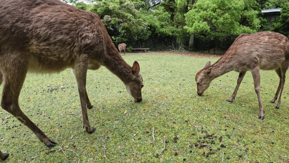 【動画】いつくしかサポーター限定の顔出しトーク