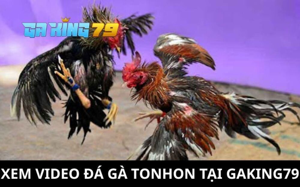 Xem Video Đá Gà TonHon – Đăng Lại Full Trận Đấu Mỗi Ngày Tại GAKING79