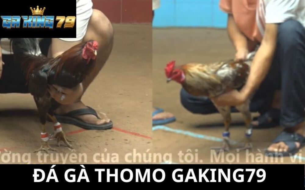 Đá Gà Thomo GAKING79 - Xem Trực Tiếp C1, C2, C3, C4, C5 Mỗi Ngày Với Hình Ảnh Sắc Nét