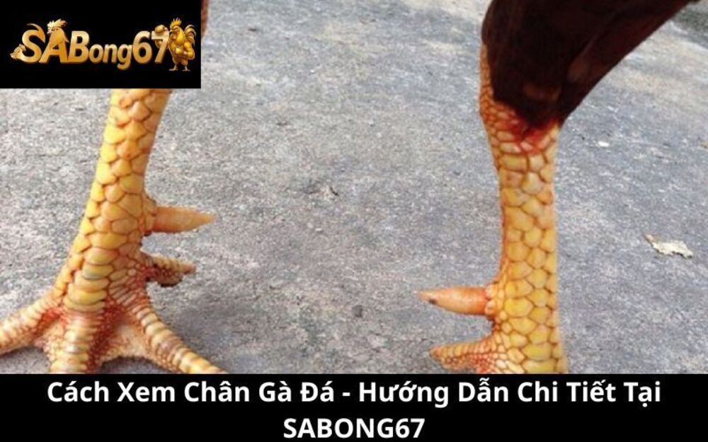 Cách Xem Chân Gà Đá - Sabong67 Hướng Dẫn Chi Tiết Dễ Hiểu