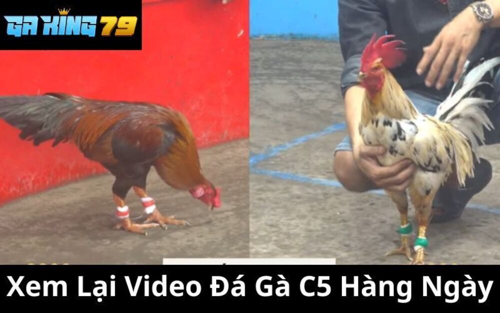 Xem Lại Video Đá Gà C5 - GAKING79 Cập Nhật Đầy Đủ Trận Đấu Mỗi Ngày