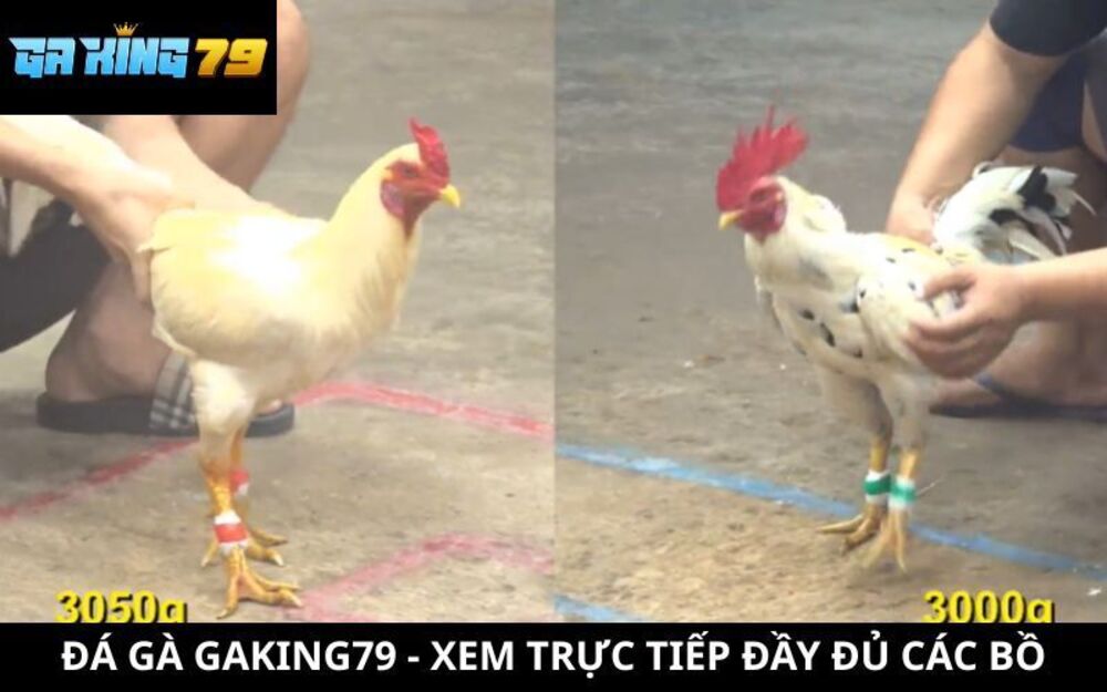 Đá Gà GAKING79 - Xem Đá Gà Trực Tiếp Đầy Đủ Các Bồ Mỗi Ngày