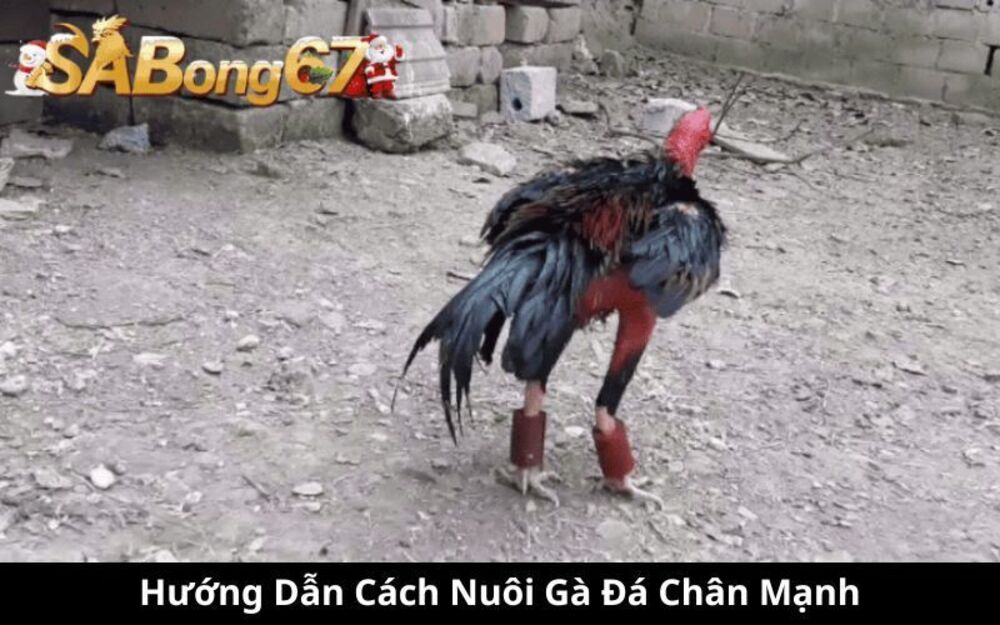 Cách Nuôi Gà Đá Chân Mạnh - SABONG67 Hướng Dẫn Từng Bước Chi Tiết 