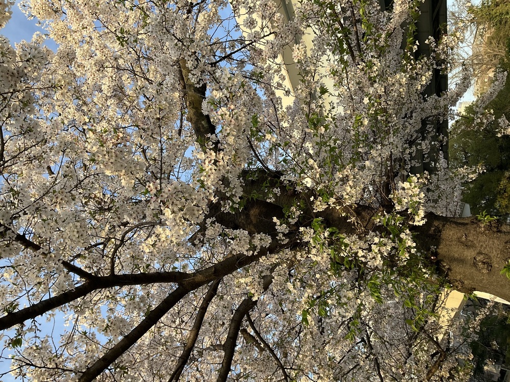 自伝〜太ることを許されなかった私へ〜