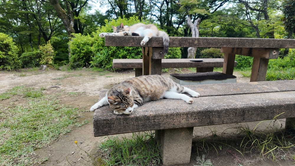 紫陽花と猫に癒されて：猫神社参拝記