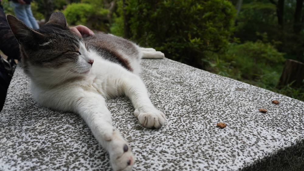 【ロケ報告】2度目の猫神社へ！定光寺・玉野御嶽神社で癒やしの猫たちと限定御朱印