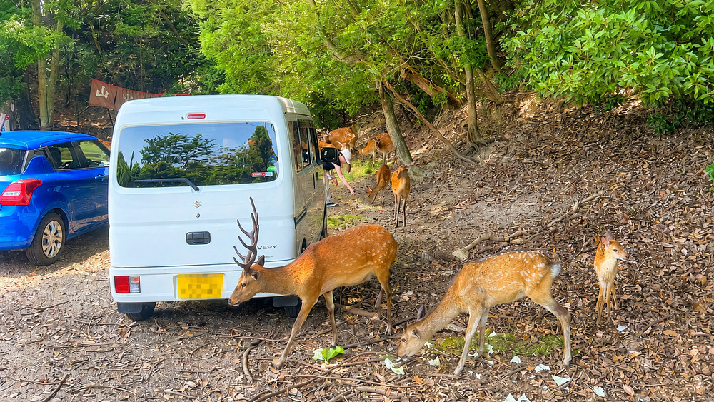 いつくしかの近況をご報告します