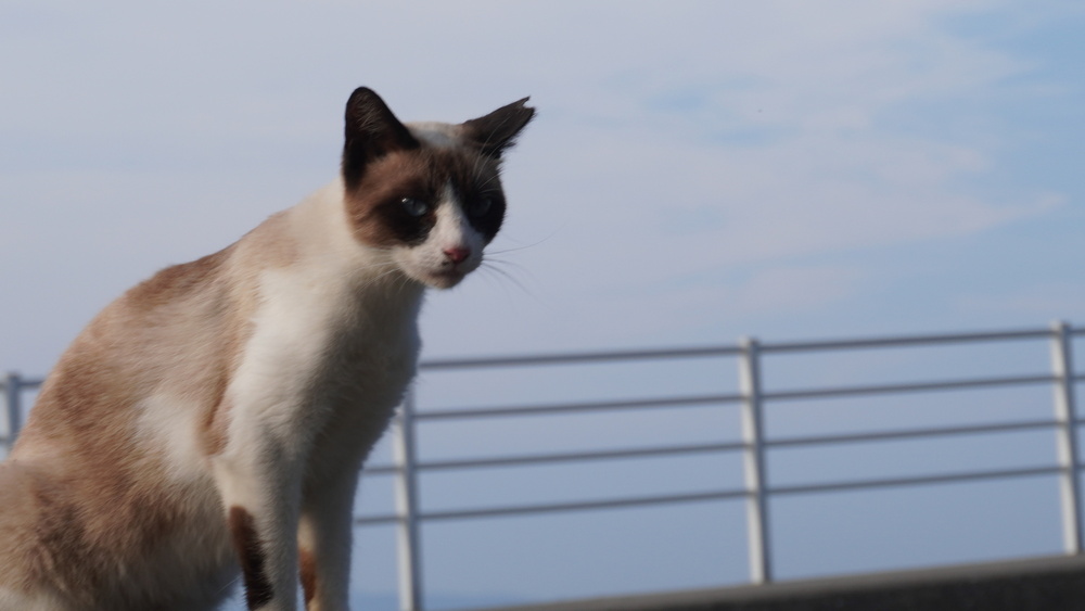 上陸から6時間…！日間賀島の猫たちにようやく出会えた日暮れ時🐾【ロケ第6弾】